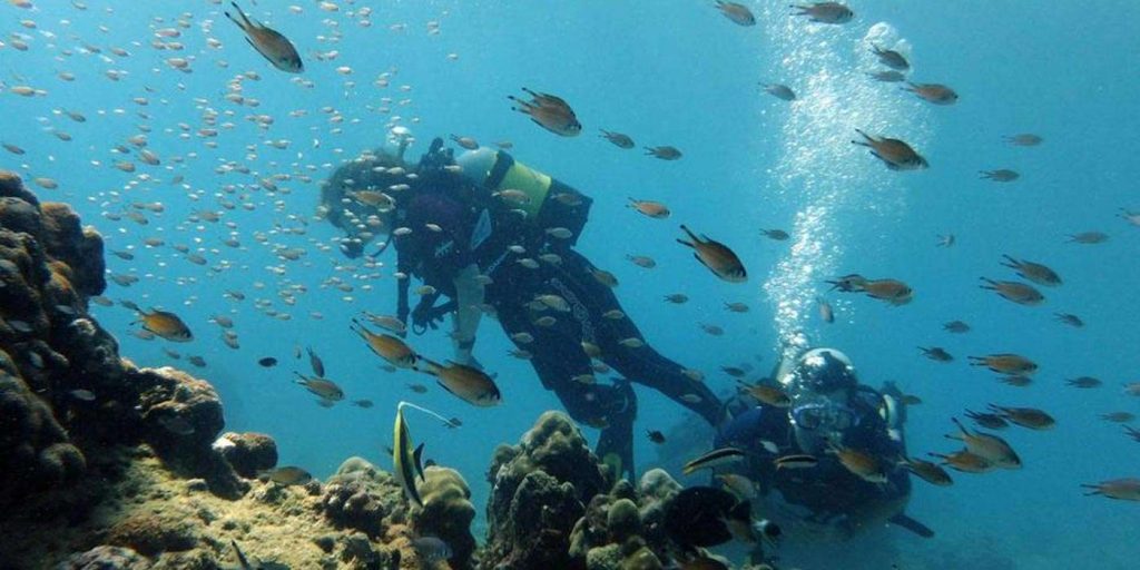 Scuba Diving/Safari Trip to Mozambique (Tofo/Barrazuto Archipelago